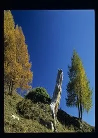 血染痴女碑(短篇小说)最新章