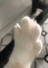 公主和猫猫(1v1)