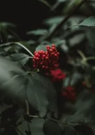 艹了身为私生子的弟弟最新章