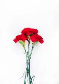 他的竹马回来了最新章