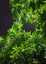 夏风缠绵（不良少年v苦痛少女）