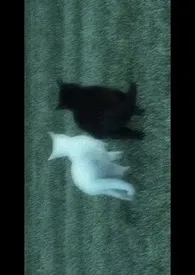 我操恶俗啊